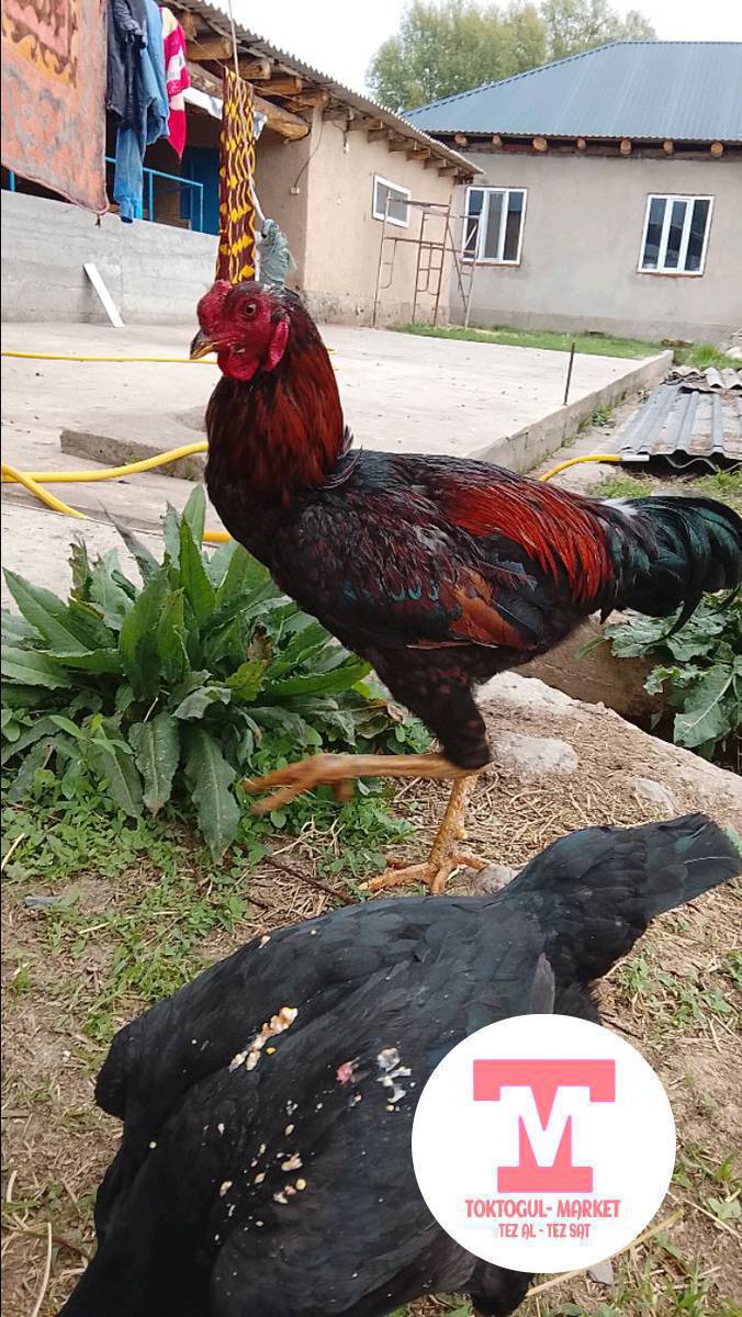 ушул корооз сатылат тоок базар
баасы1500сом сүйлөшү жолдору бар