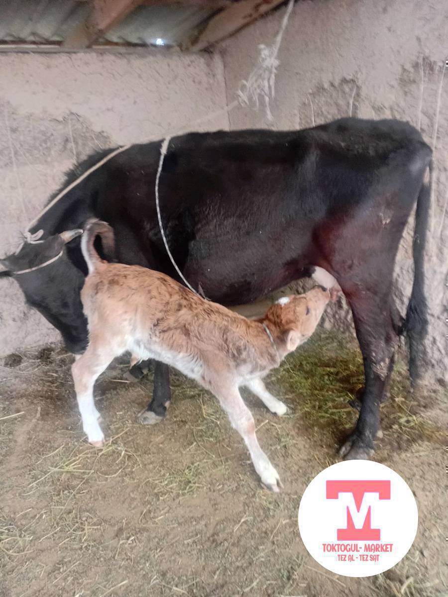 сатылат келишим баада