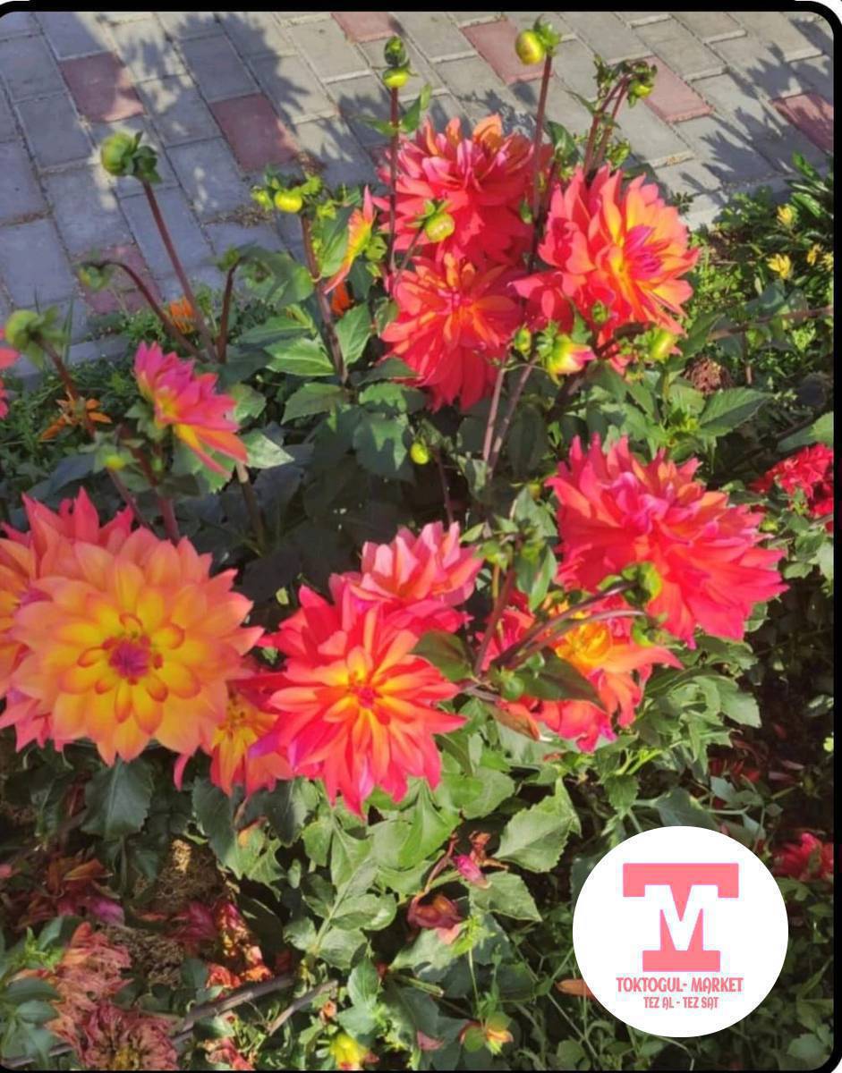 георгиналар,ту́ру́ ко́о́п,сатылат