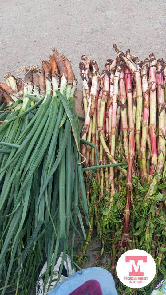 согон сатылат оптом