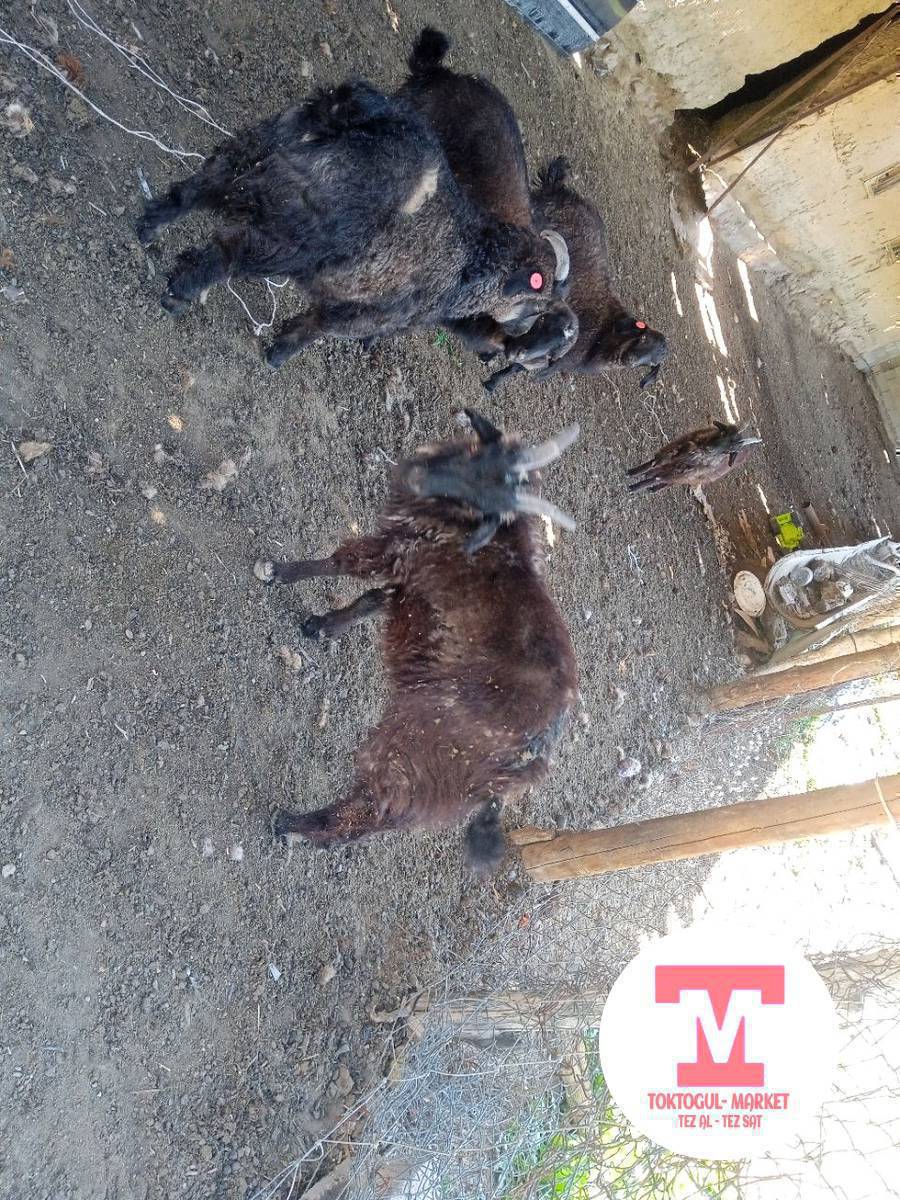 ушул улактар тар сатылат жазгыла