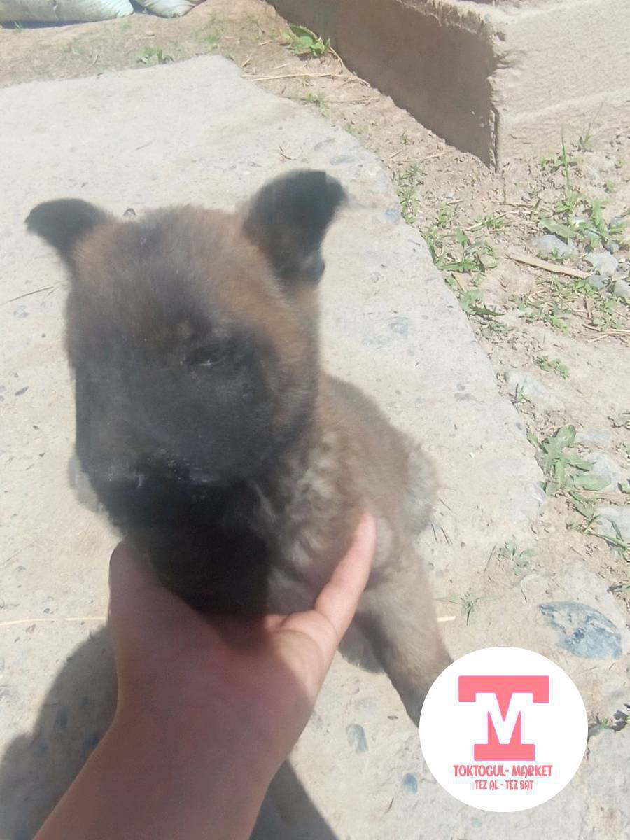 келишим  турдо  сатылат  алам  дегендер  чалгыла  1_айлык кучук