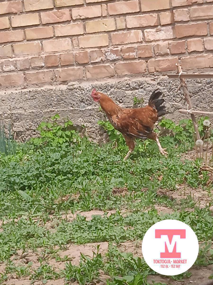 салам алейкум жамат ушул тооктор сатылат оптом 600сомдон