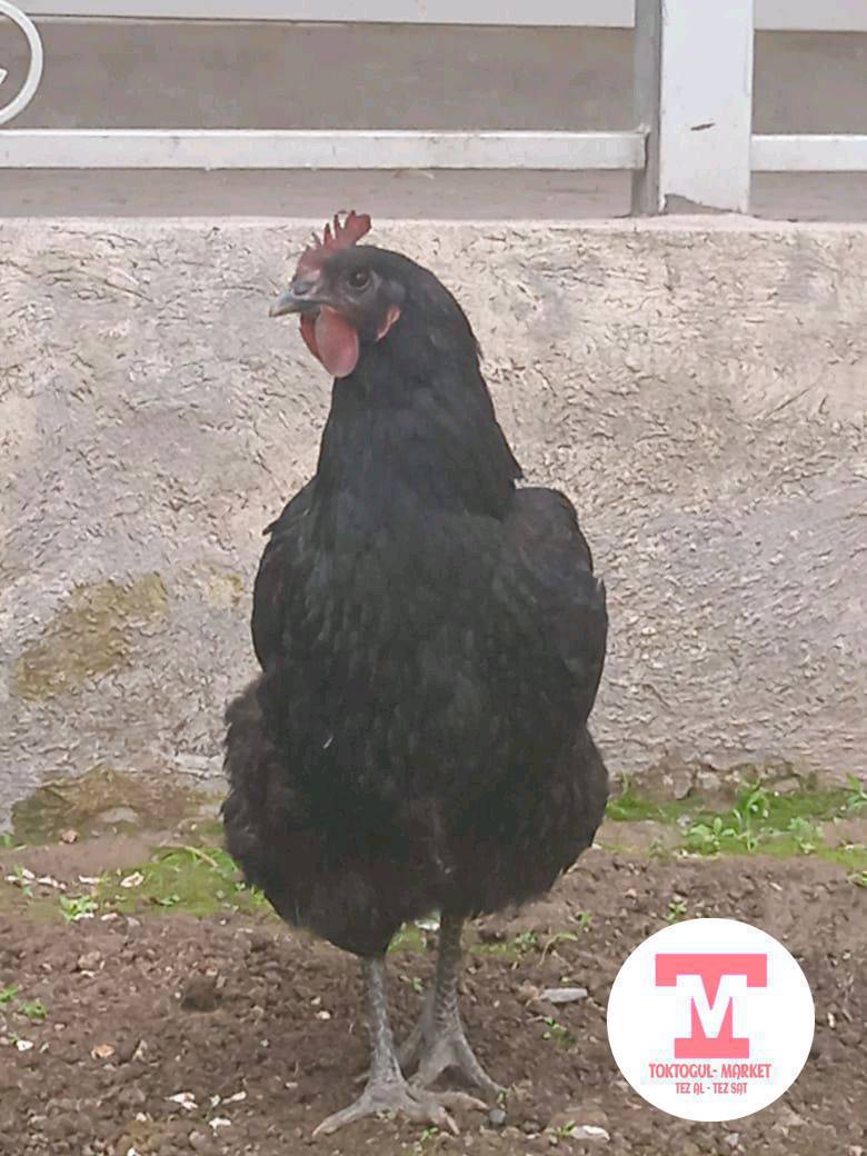 Салам алекум жамат ушул эки жерси гигант тоок сатылат