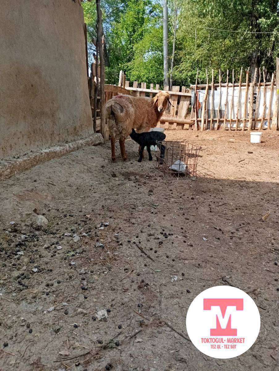 жаш козулу кой сатылат 26мин