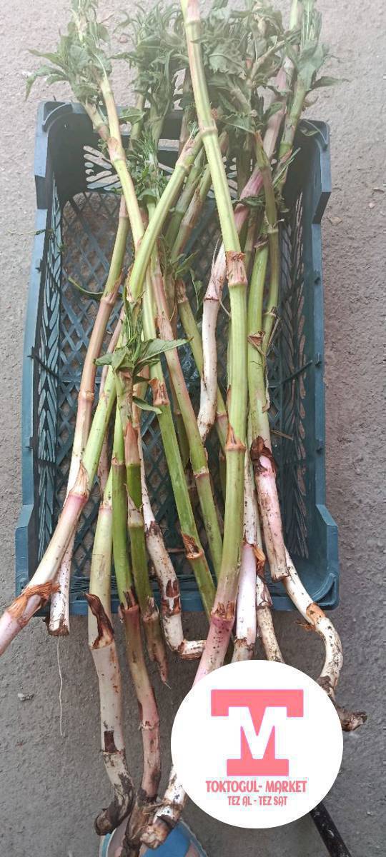 кымыздык сатылат 1 кап 1500 сом