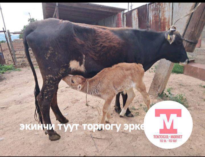 жаш музоолуу уйлар сатылат