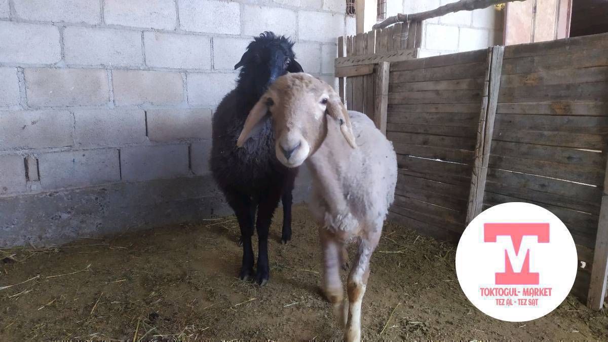 оптом и 1-2баш деле болот семиз кой Алам
 семиз козу Алам 18000с чейин