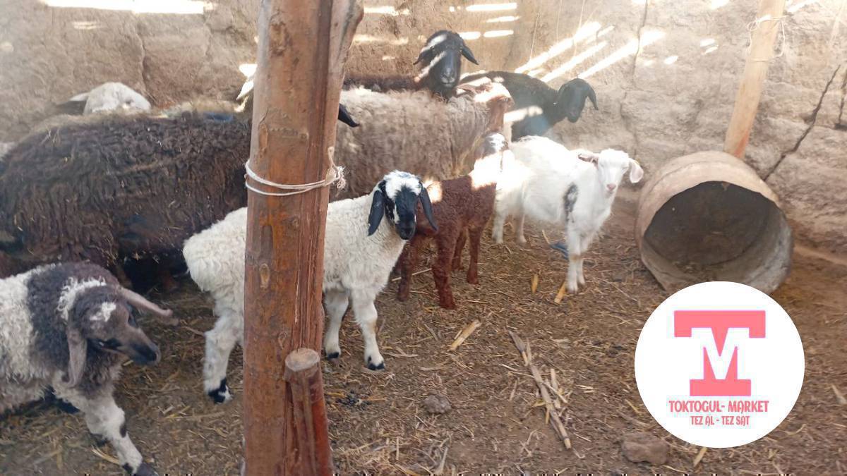 эки крзулуу кой,6 козу кисинекей, сутту эчки бар эгиз улагы менен,3 жожолуу тоок бар бир короз 1 мекиш бар,2 гурп тоок бар. келишим баада
