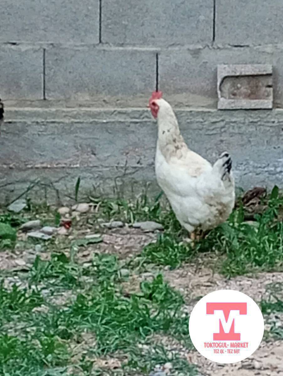 тоок сатылат,тууп жатат