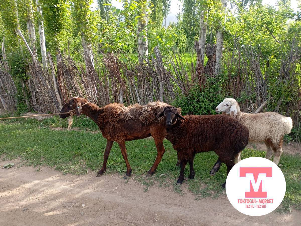 КОЗУЛУ КОЙ САТЫЛАТ 2 ЭГИЗ КОЗУСУ МЕНЕН СРОЧНА КЕЛИШИМ БАА