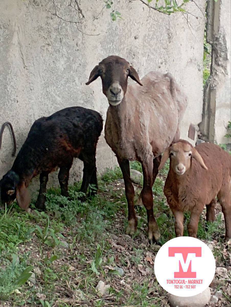 ассалом алейкум жамат ушул кой эки козусу менен жоголду коргондор болсо кабарлап койунуздар
