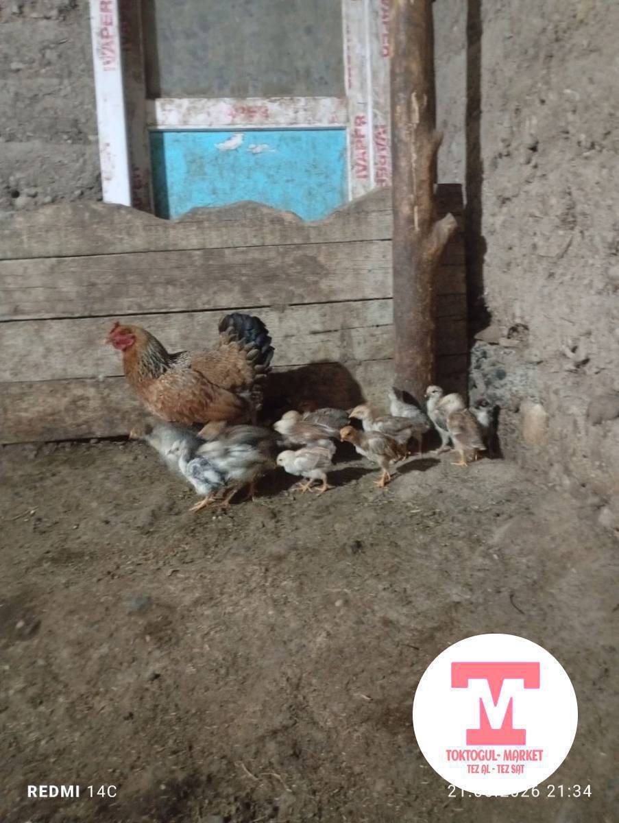 Ассалам алейкум жаамат жожолуу тооктор сатылат 3 штук бар короз бар Келишим турдо