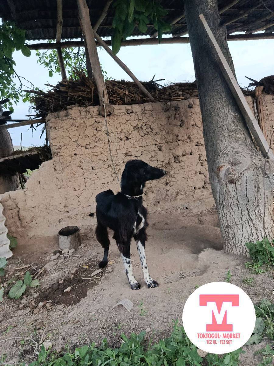 Таза Тайган сатылат 6 айлык эркек...