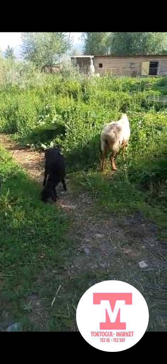 ушул кой 2козусу менен жоголуп жатат бугун буркут жака чыгып баратканда коргондор бар экен коруп калсаныздар же короонуздарга барып калса  кабарлап койунуздар суйунчусу бар