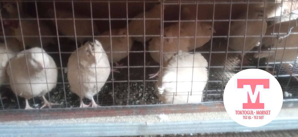 Ассалому Аллейкум ушул Бодонолор сатылат 47шт бар 4 күн болду тууп баштады жаңы
