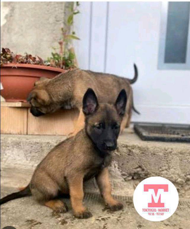 салам алейкум жаамат 2айлык гучук сатылат