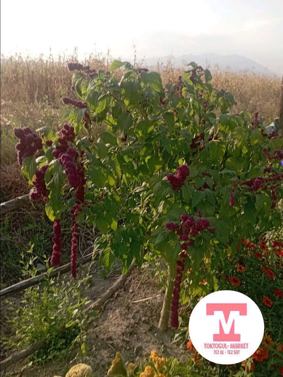 гул кочоттор сатылат
болгар.баклажан.капуста.помидор кочоттор да бар 1 сом