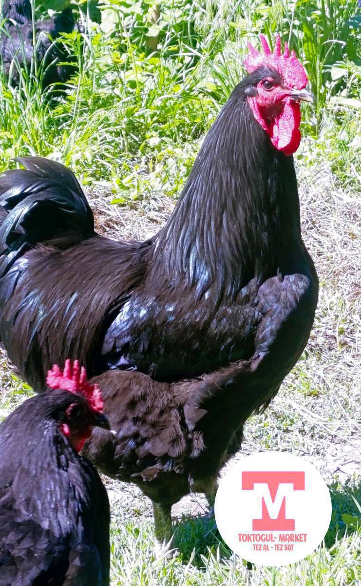 УШУЛ ДЖЕРСИЙ ГИГАНТТЫН🐓🐓 ЖУМУРТКАЛАРЫ🥚🥚 САТЫЛАТ БАСТЫРГАНГА
СВЕЖИЙ✅ 100 сом
АДРЕС ТОКТОГУЛДА.
0706810810
0771810810📲
