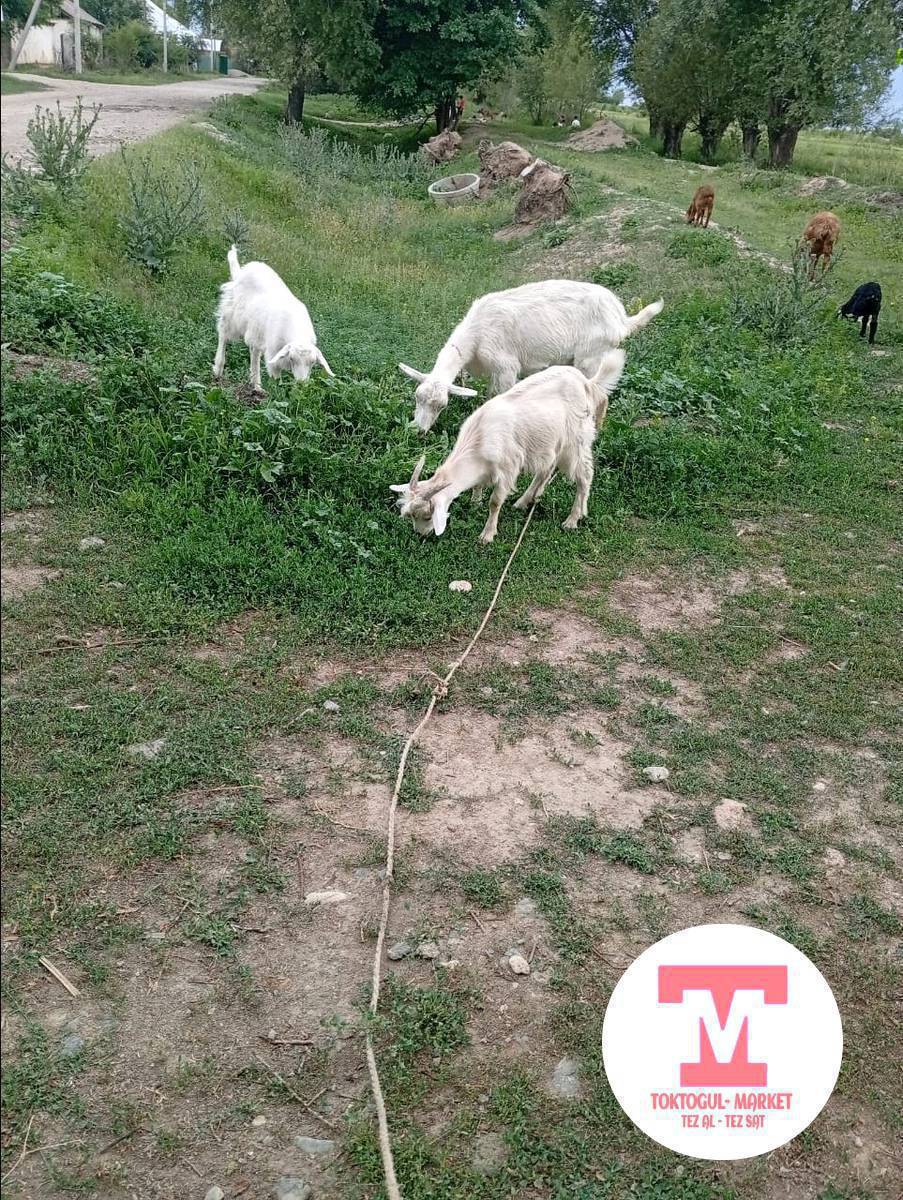 суттуу эчки сатылат эгиз улактары мн улактары чон чон Бир Эрек бири ургачы