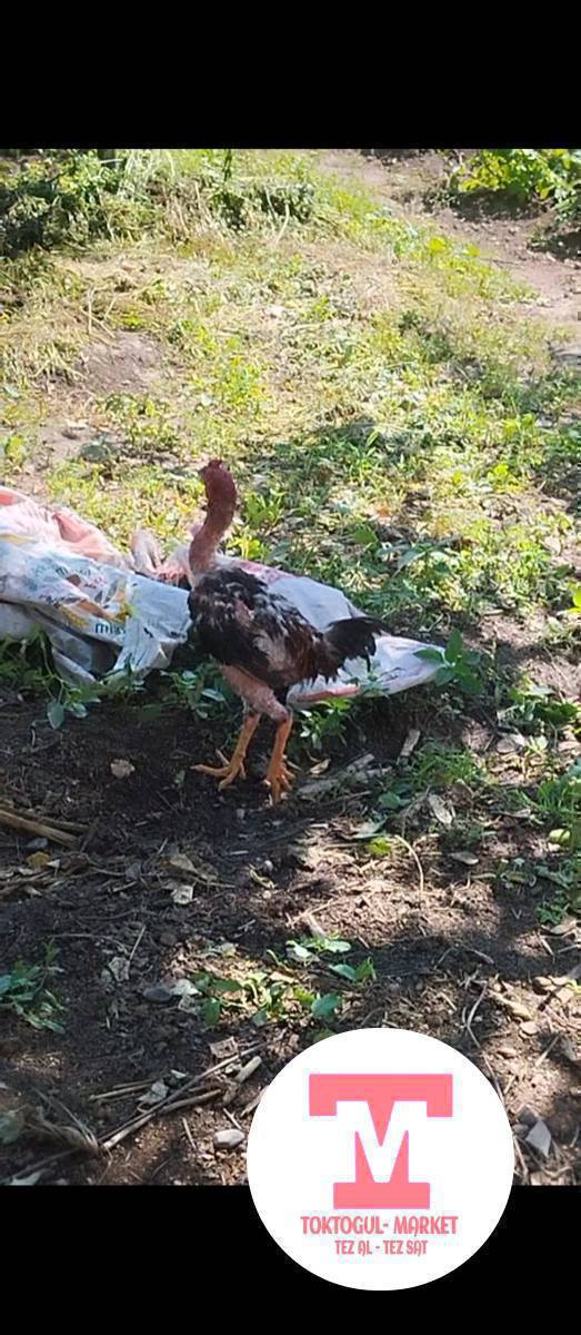 салам алейкум жаамат сеньтябрский жожо короз сатылат же дакен жожолу жожолорго алмашам