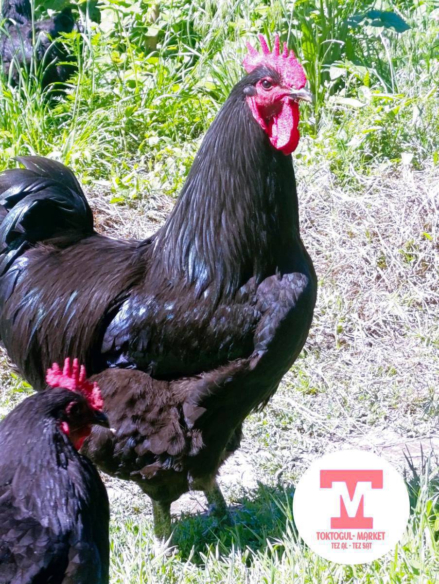 УШУЛ ДЖЕРСИЙ ГИГАНТТЫН🐓🐓 ЖУМУРТКАЛАРЫ🥚🥚 САТЫЛАТ БАСТЫРГАНГА
СВЕЖИЙ✅ 100 сом
АДРЕС ТОКТОГУЛДА.
0706810810
0771810810📲
