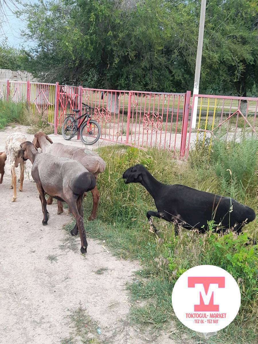 ассалам алейкум ушул 4 баш кой сатылат семис кой2