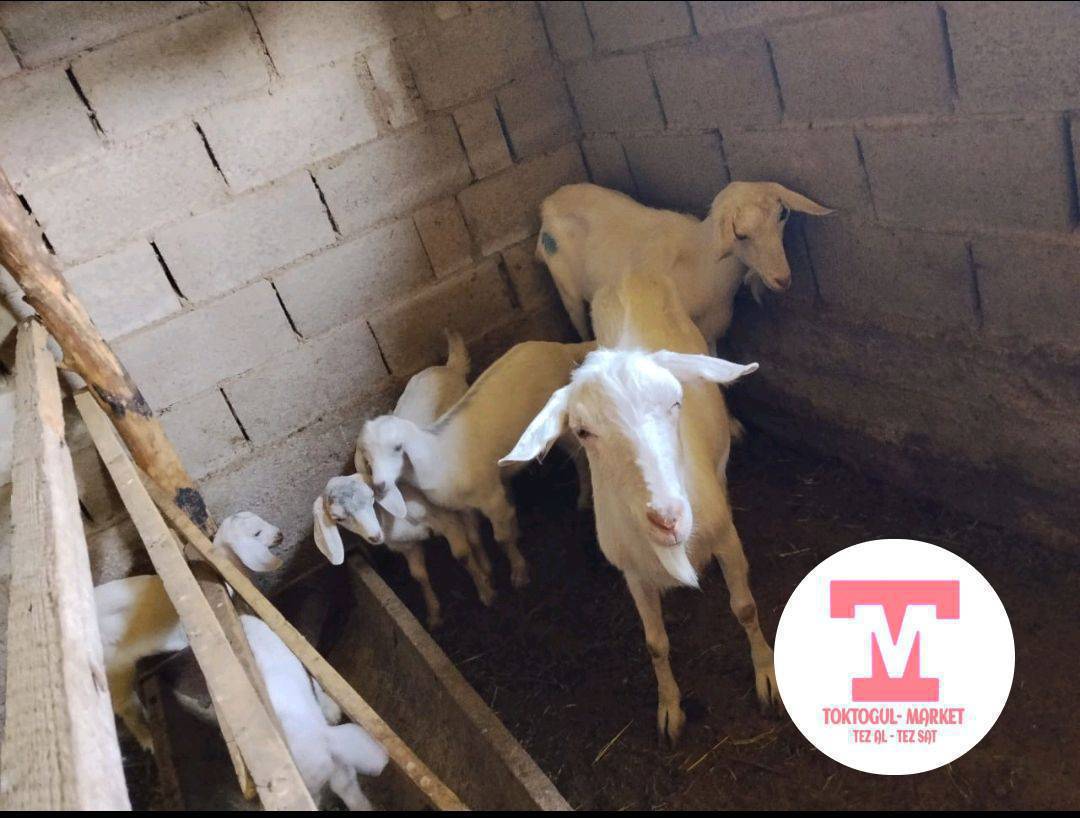 сүттүү эчкилер эгиз улактары менен сатылат