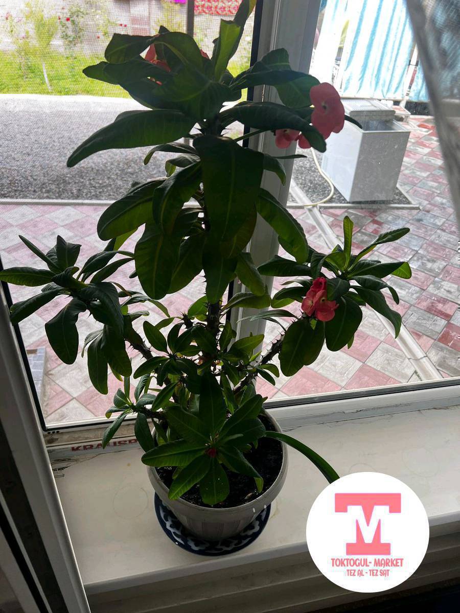 ушул гулдор сатылат