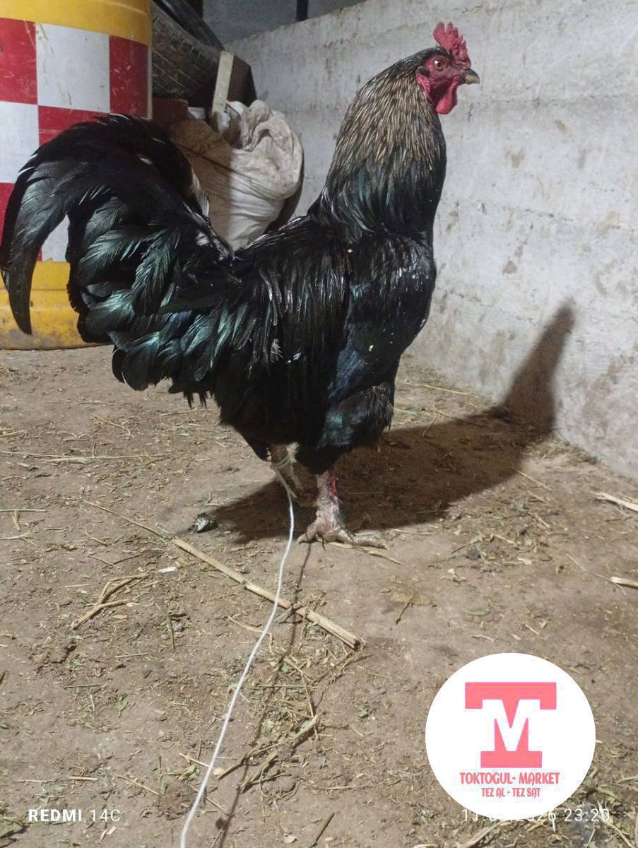 ассалам алейкум жаамат чон тоок Алам семиз болсо 10 тоок короз деле боло берет болсо чала бергиле басын суйлошобуз