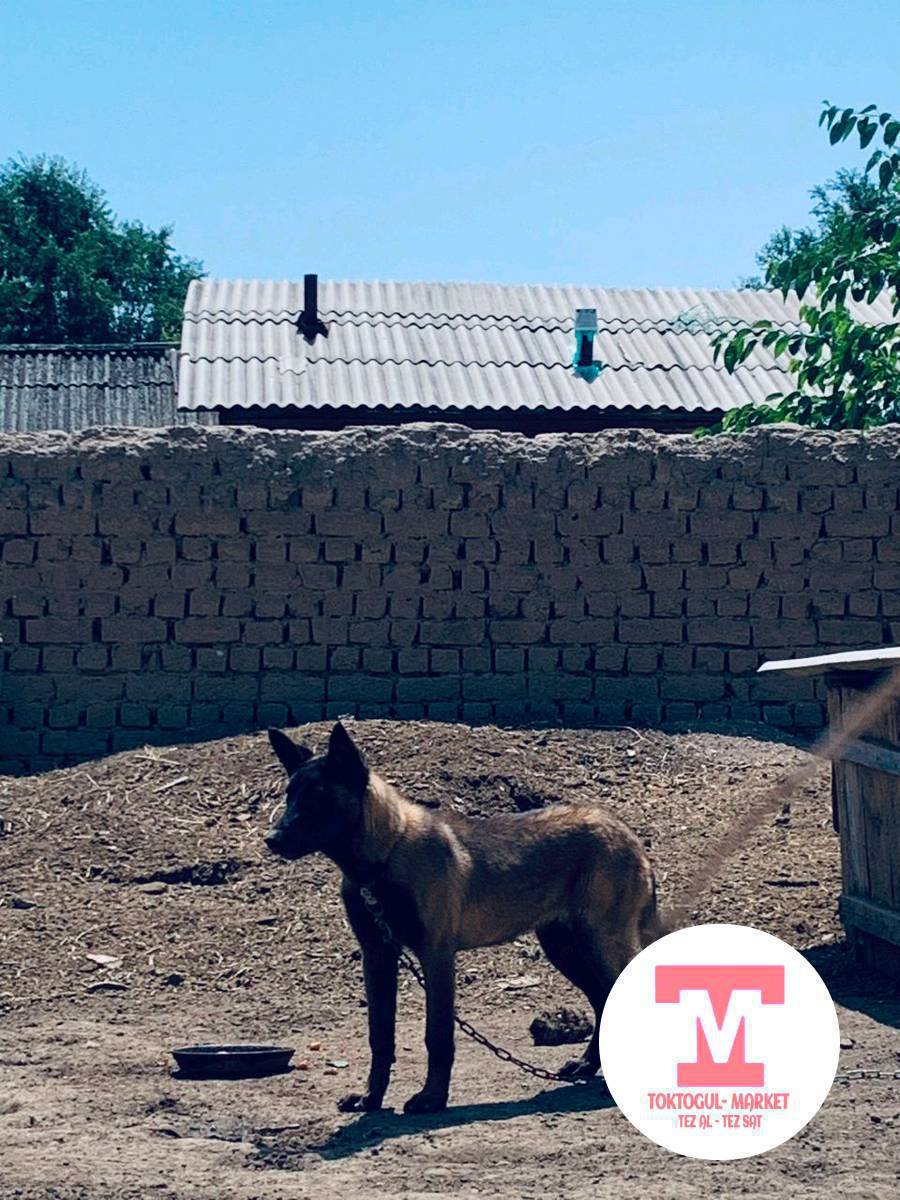 бельгийский малинуа овчарка кучук сатылат 5айлык, уургачы, чистокровный