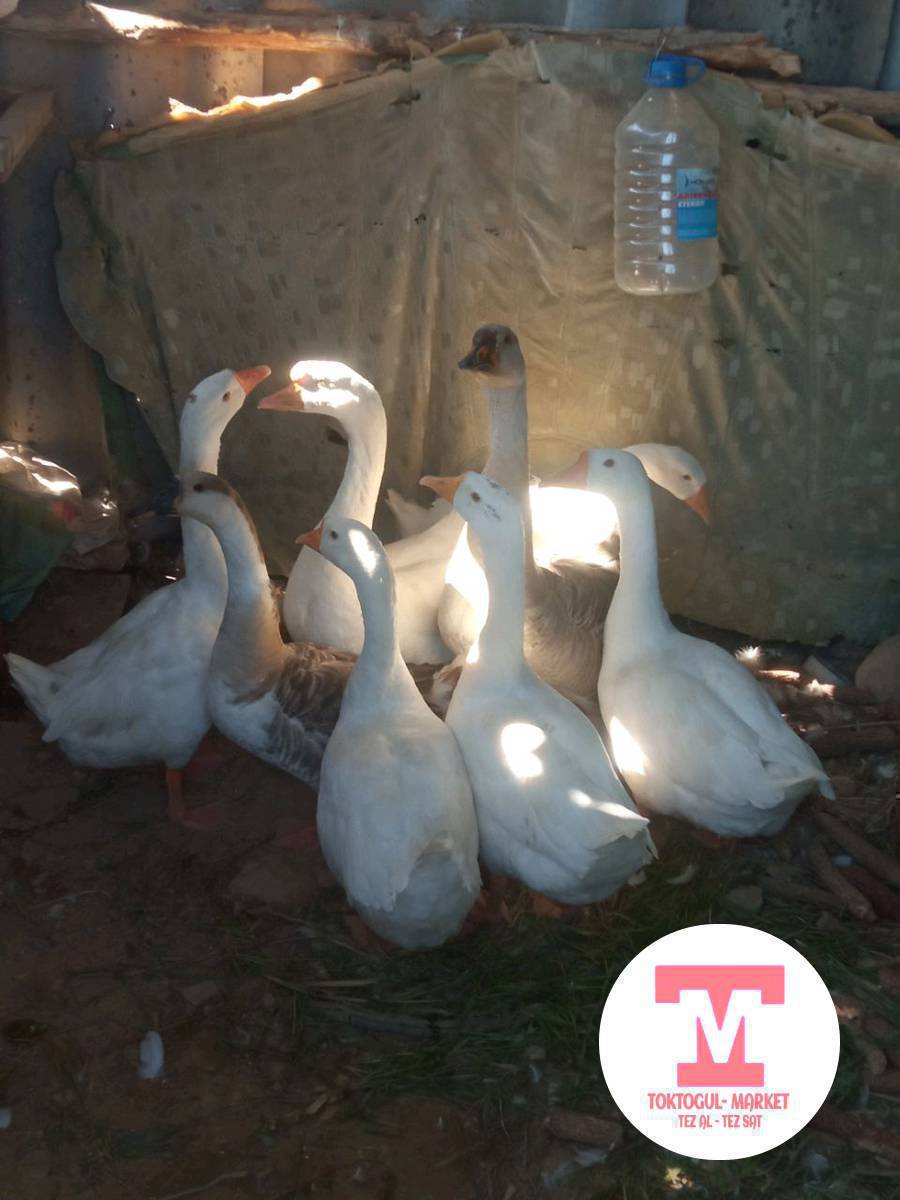 Ушул Кааздар сатылылат 
8шт
