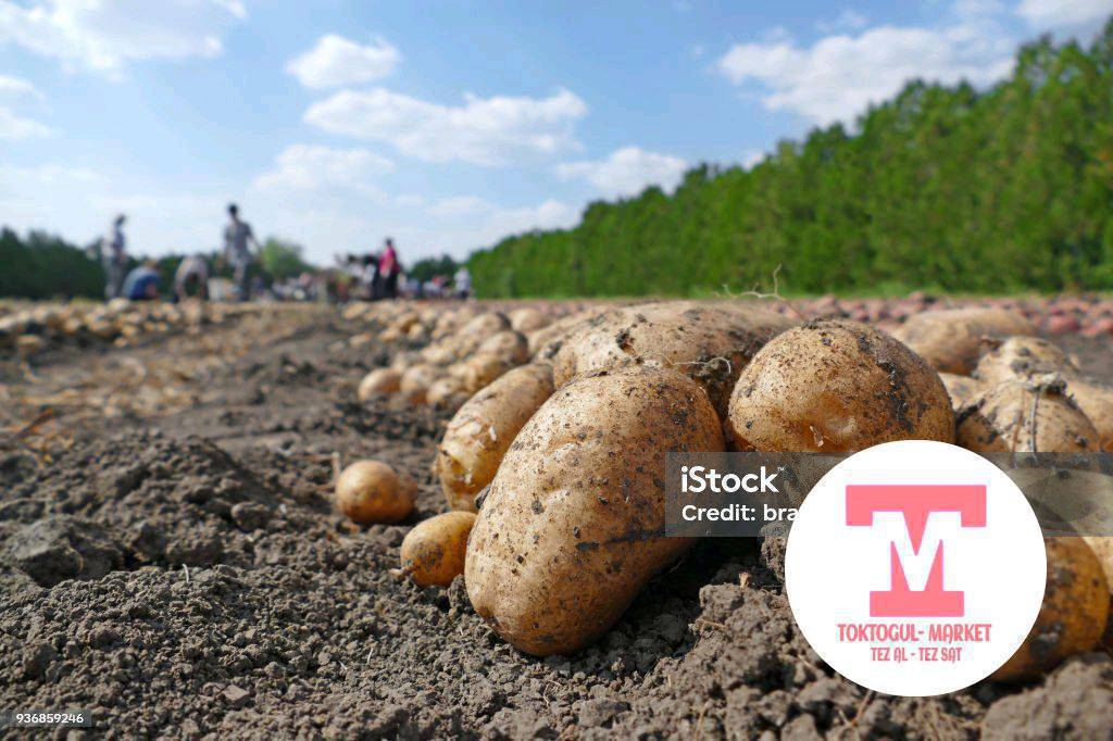 картошка сатылат 40 сомдон озубуздуку,свежий казып берем.