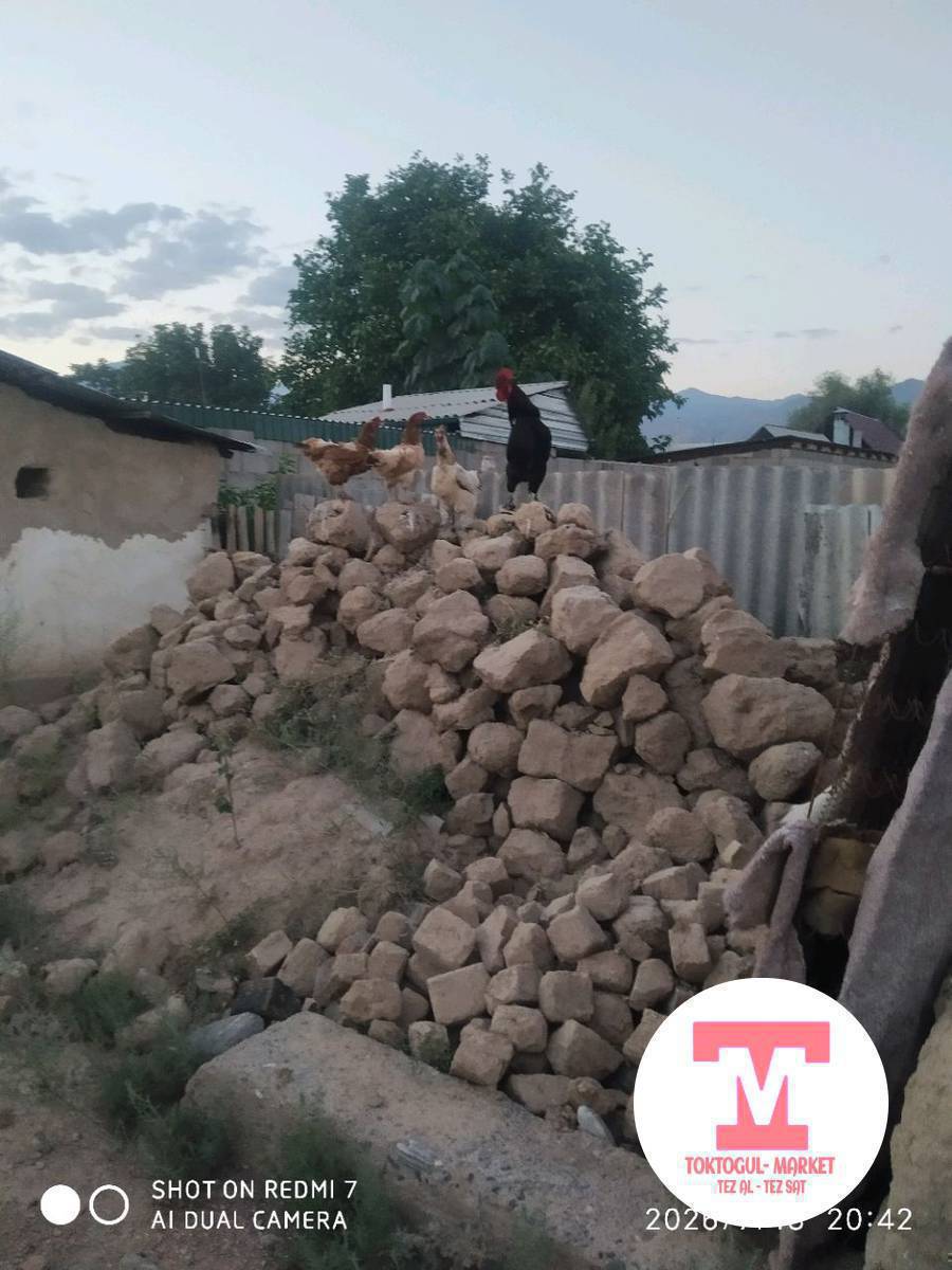 тоок сатылат тууп аткан тооктор