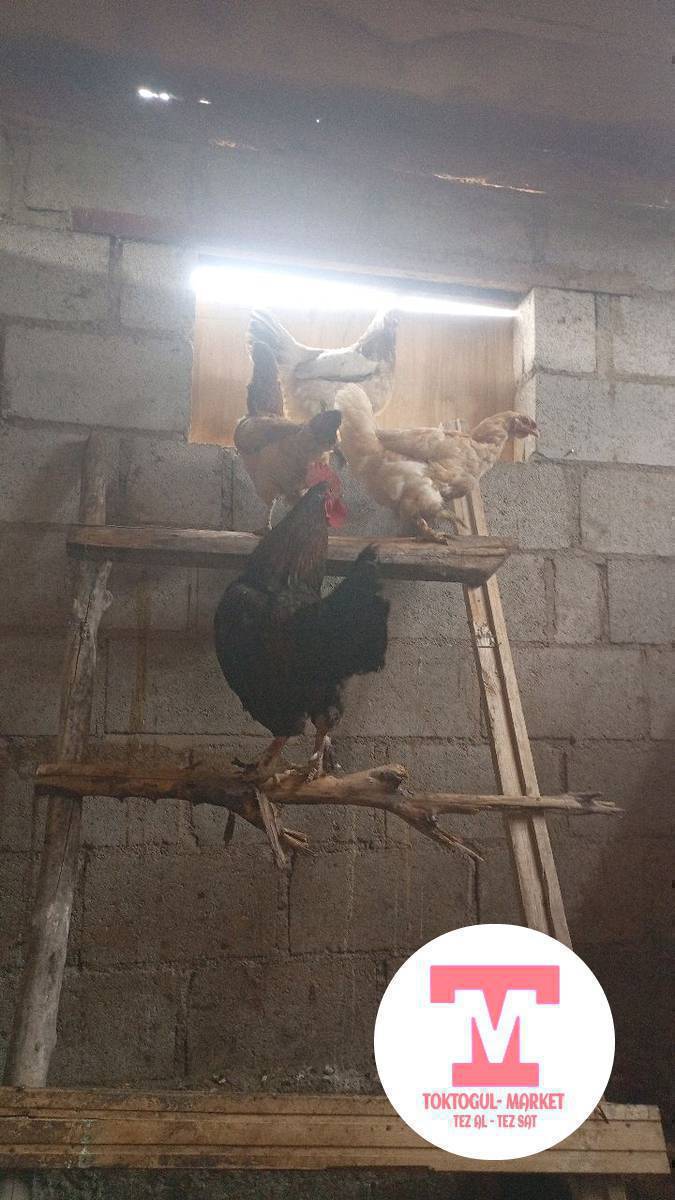 ассалам алейкум жаамат 3 мекиш 1 короз сатылат Тороп жатышат Жожолуу тоок сатылат 9 жожосу менен