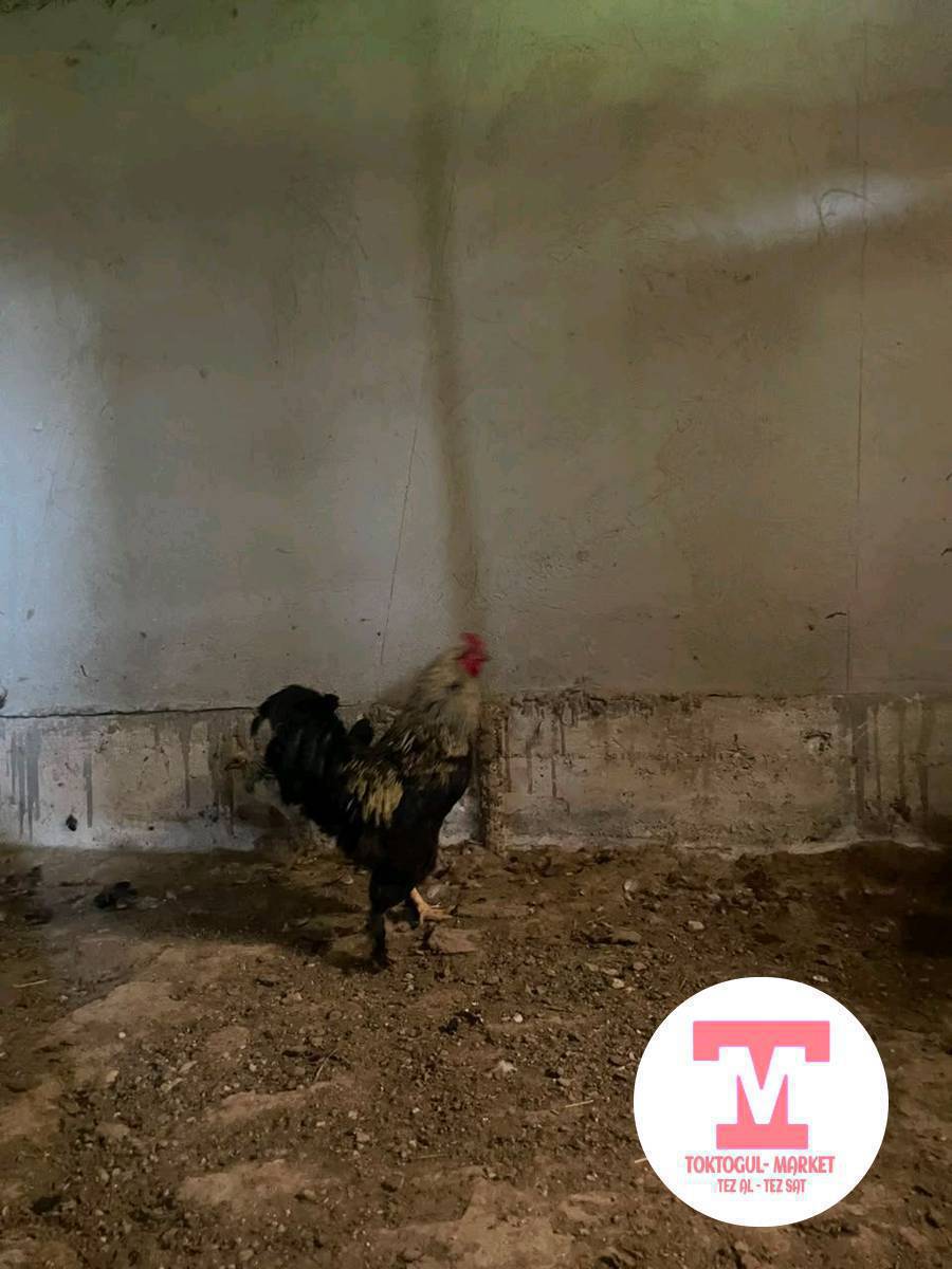 ассалам алейкум жаамат бурама короз сатылат дакен жожо короз сатылат 4 айлык бурама 1 жарым жылдык басы келишим турдо чала бериниздер