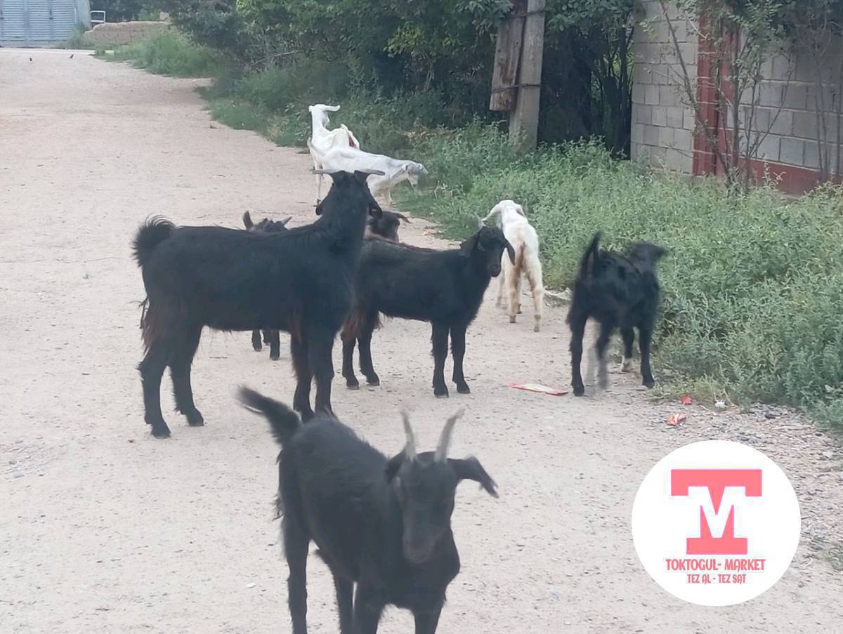 семиз улактар сатылат 
сүттү эчки улактары менен сатылат