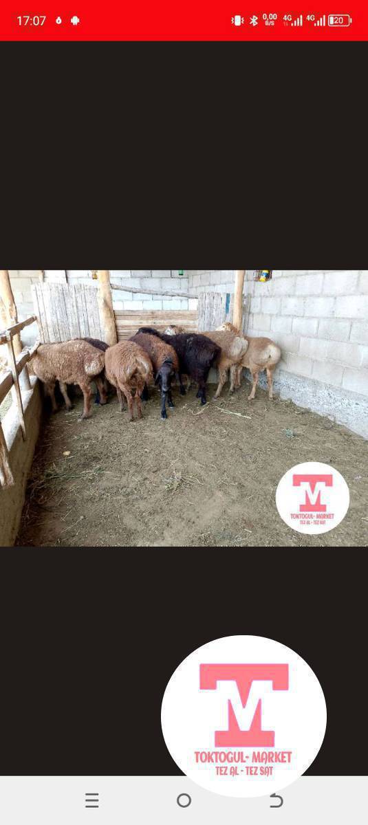 СЕМИЗ КОЙ АЛАМ*
*СЕМИЗ КОЗУ АЛАМ*
0700466557