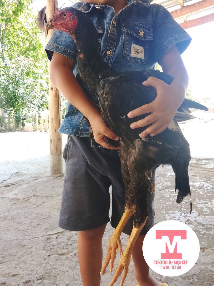 Дакен болсо алам личкага өтө бериңиздер