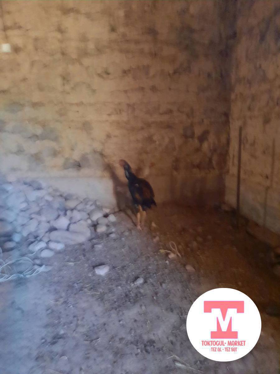 Асолом Алейкум жамат ушул эки дакен токтор сатылат дакен короз 1тулок болойун деп калды      экону 3500берем
