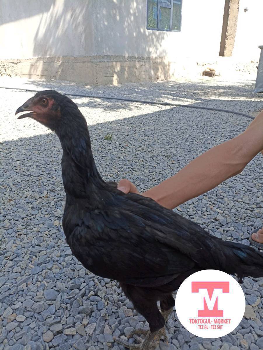 Ассаламу Алейкум ушул дакен мекиш сатылат Кеми бар 800 900