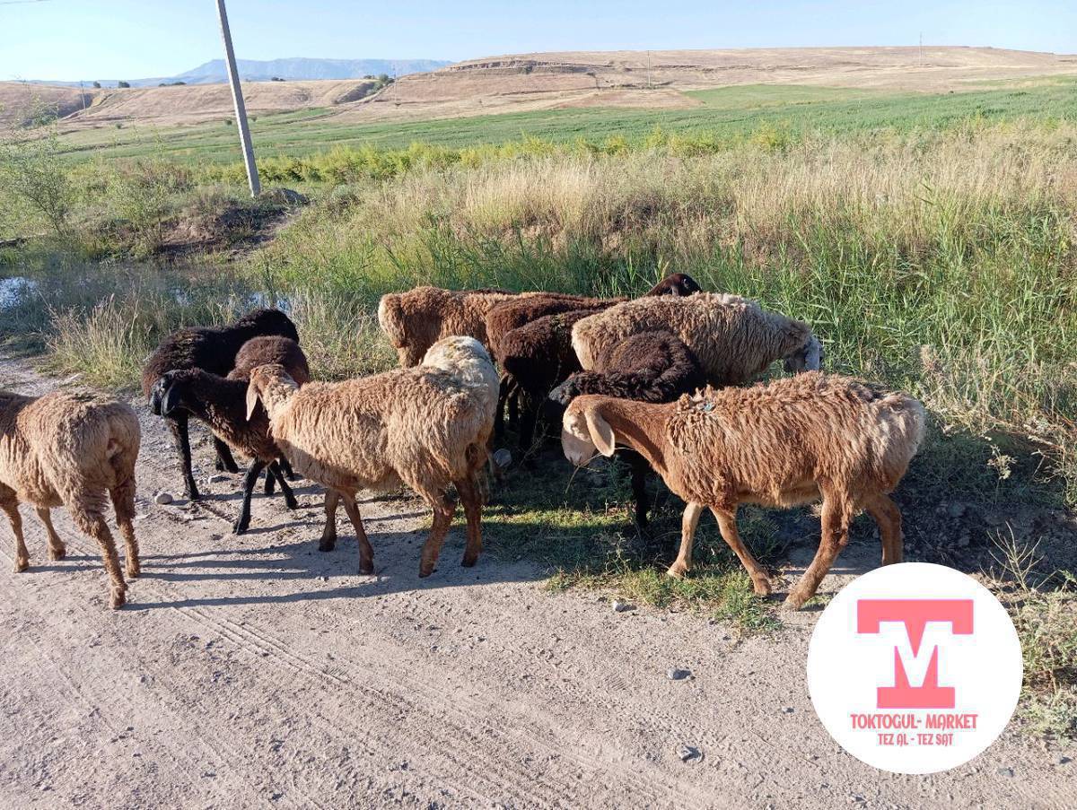 ургачы козулар сатылат семиз 
Арашан балдары да бар 2 баш 
баасын суйлошобуз 
0500139458