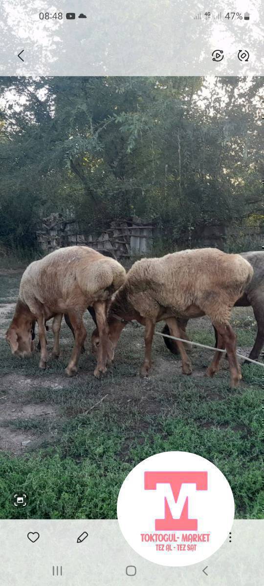 малдыка жакшы парода ургачы 5 айлык козулар сатылыт.
