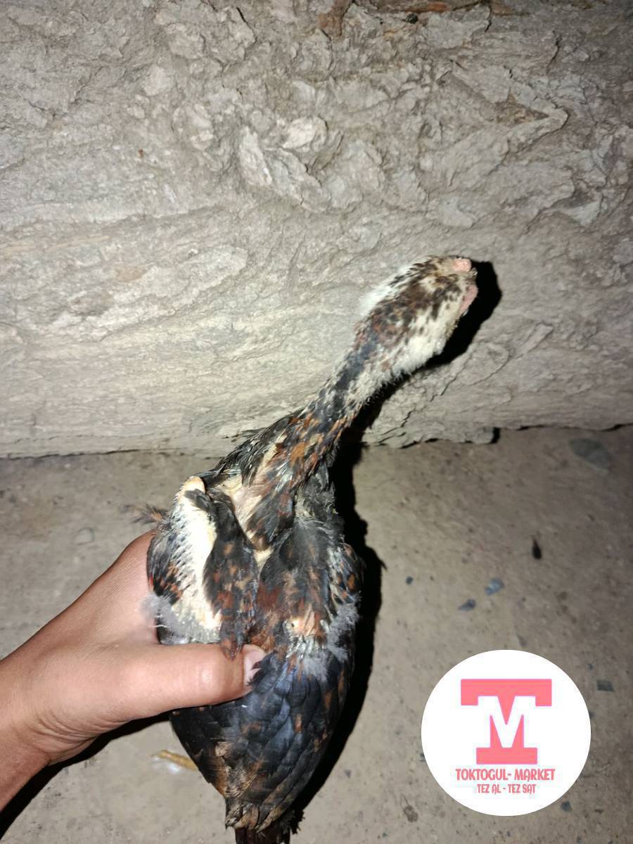 Саламалейкум жамат ушугу дакен мекиш менен короз сатылат таза Шамо 28кундук басы 1000 ватсап Ка жазгыла