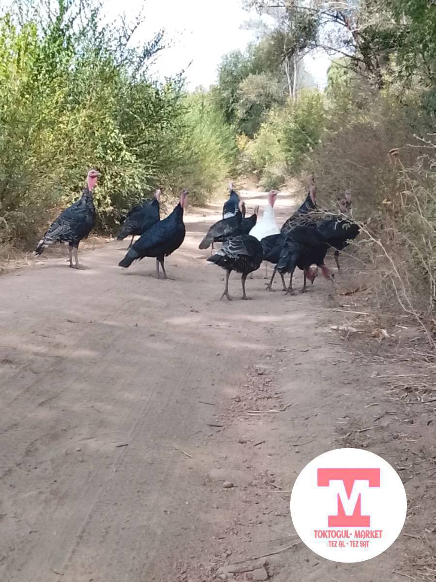 индуктар сатылат.