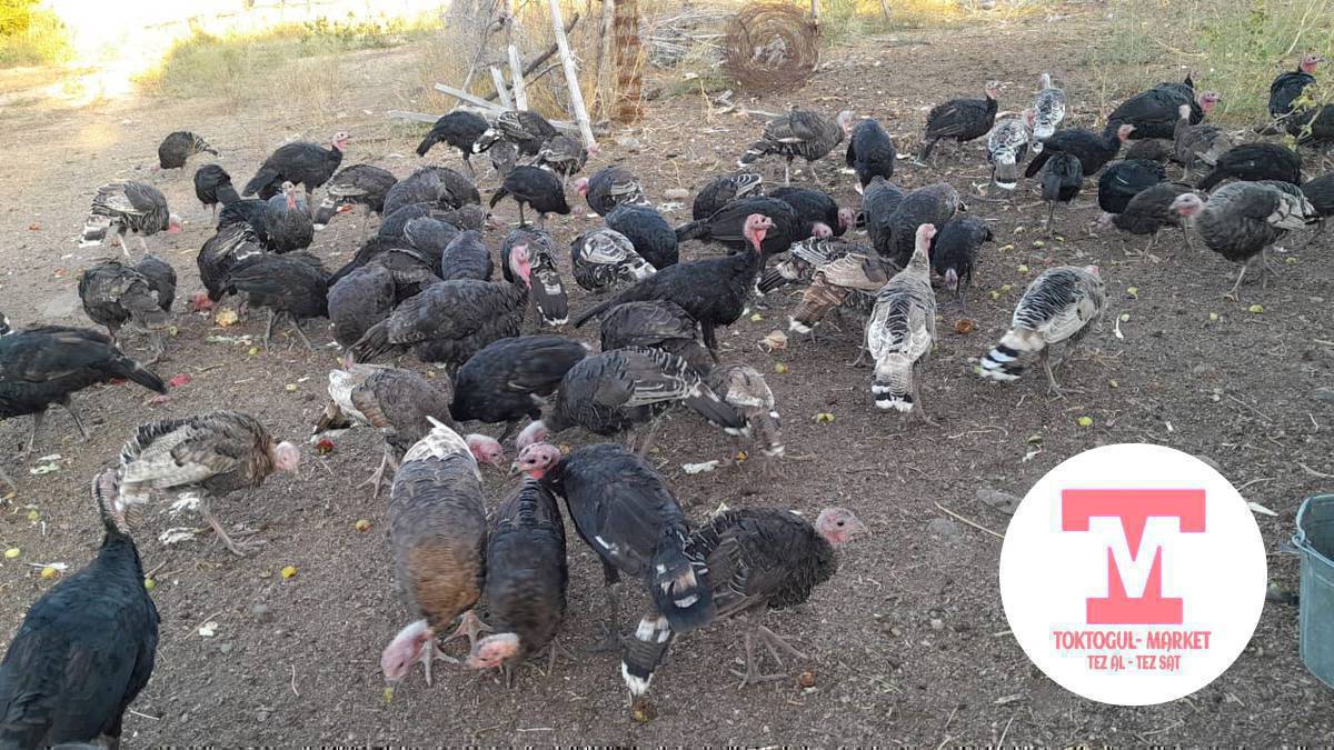 Ундук оптом сатылат келишим баада
