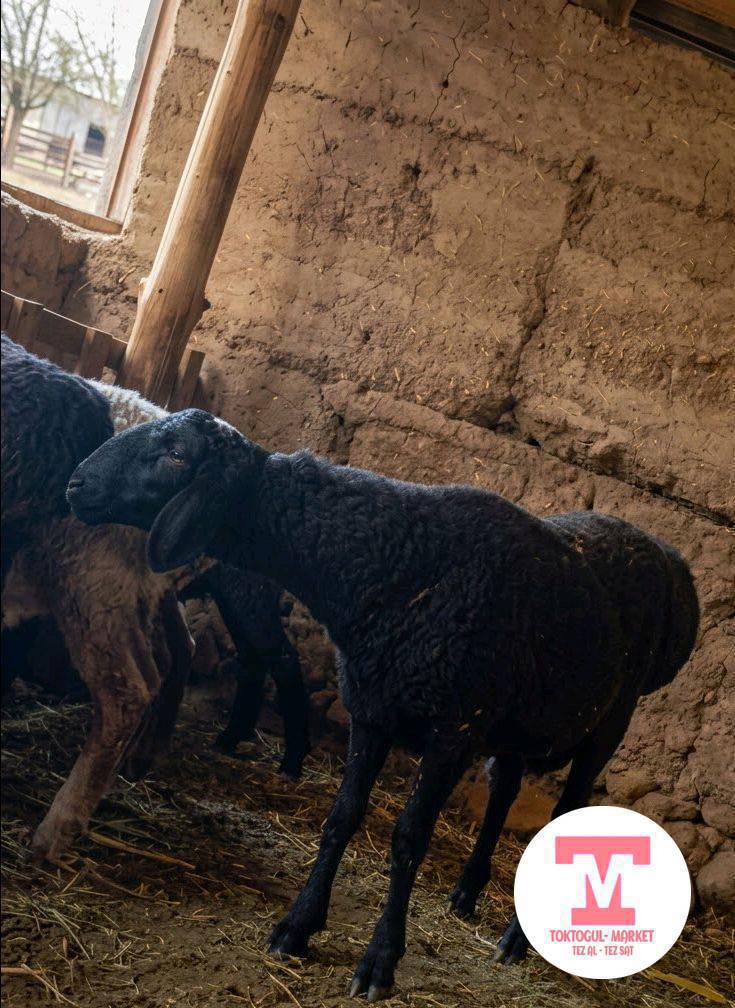 САТЫЛАТ: КҮЧТҮҮ КОЗУ КОЧКОР 🐏
• Жашы: 8–9 айлык
• Абалы: Жүнү кыркылган, жемге багылган, абдан семиз, эттүү, бою узун жана сөөктүү.
• Мүнөзү курч
• Арналышы: Короого куутка же иштетүүгө эң сонун.
📍 Дареги: Токтогул
💰 Баасы: 30000 кеми бар 
📞 Тел: [+996501394952]