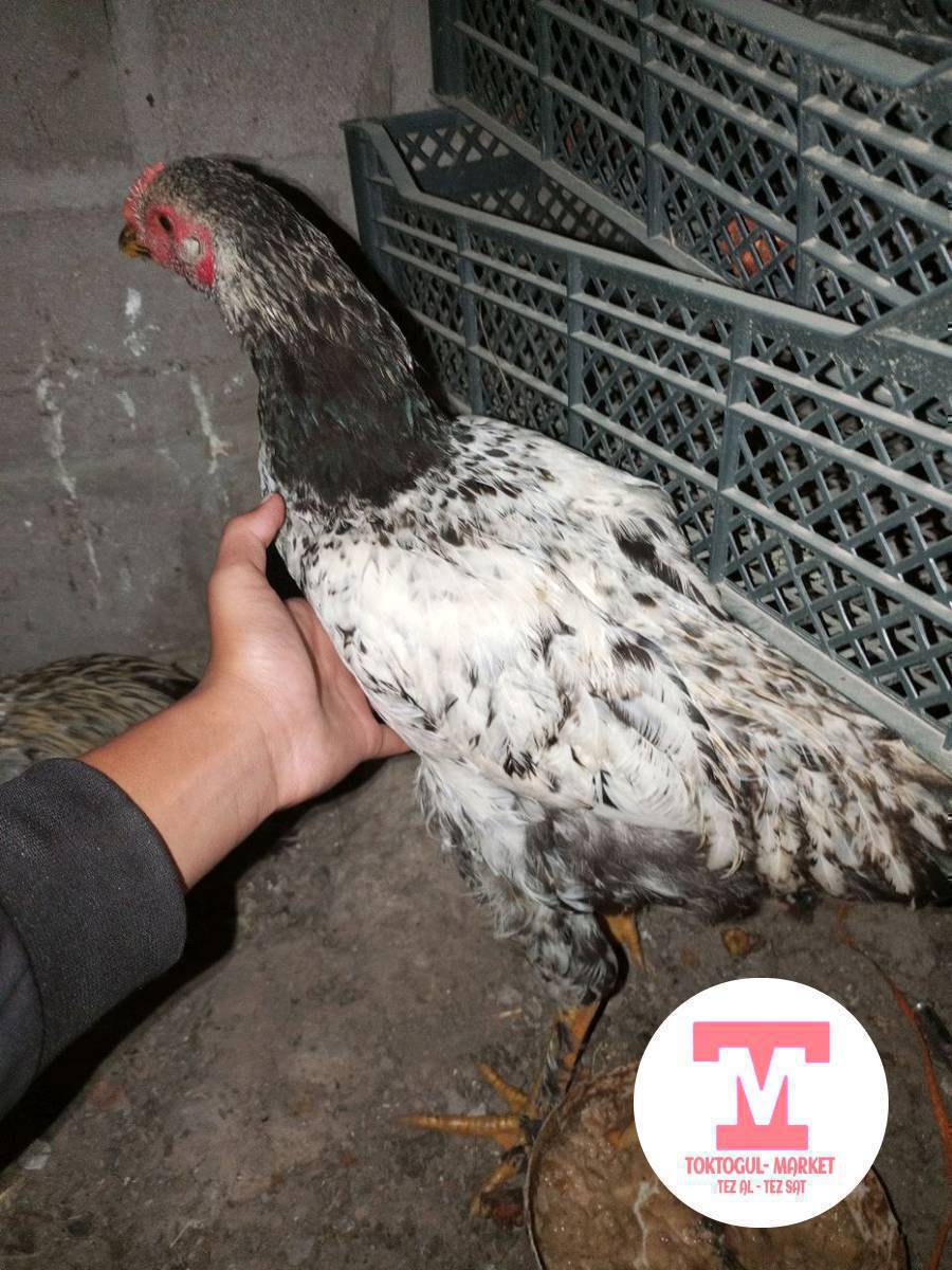 Ассалому алейкум жамат ушул эки короз сатылат союшка болот. Кеми бар. 🐓🐓
