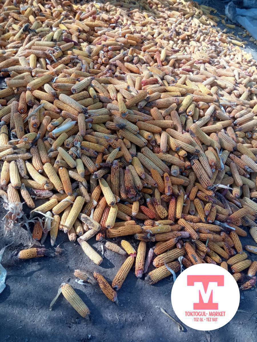 100 кап баштай жугору сатылат.