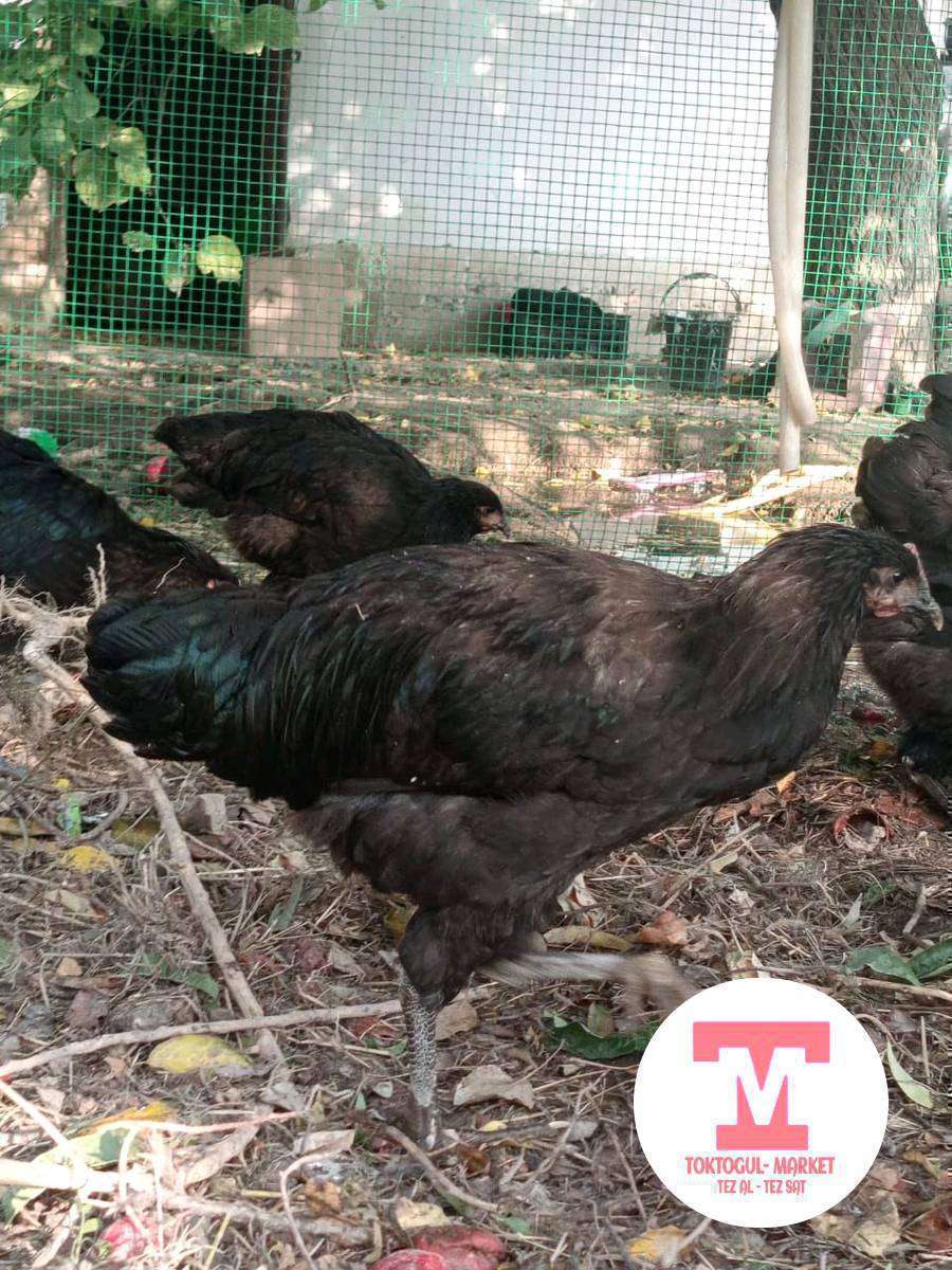 жожо тоок 5 айлык